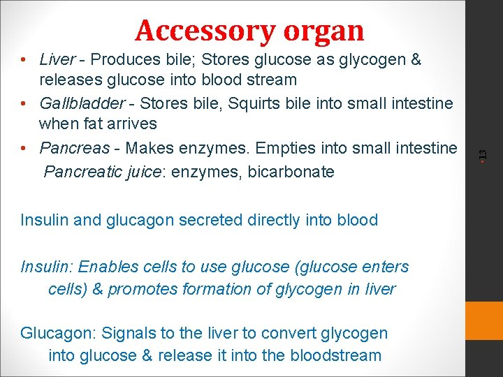  • Liver - Produces bile; Stores glucose as glycogen & releases glucose into