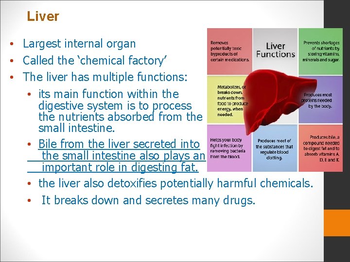  • Largest internal organ • Called the ‘chemical factory’ • The liver has