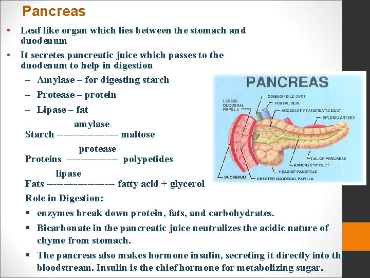 • Leaf like organ which lies between the stomach and duodenum • It • Leaf like organ which lies between the stomach and duodenum • It