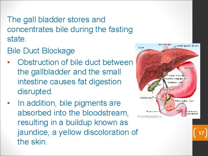 The gall bladder stores and concentrates bile during the fasting state. Bile Duct Blockage The gall bladder stores and concentrates bile during the fasting state. Bile Duct Blockage
