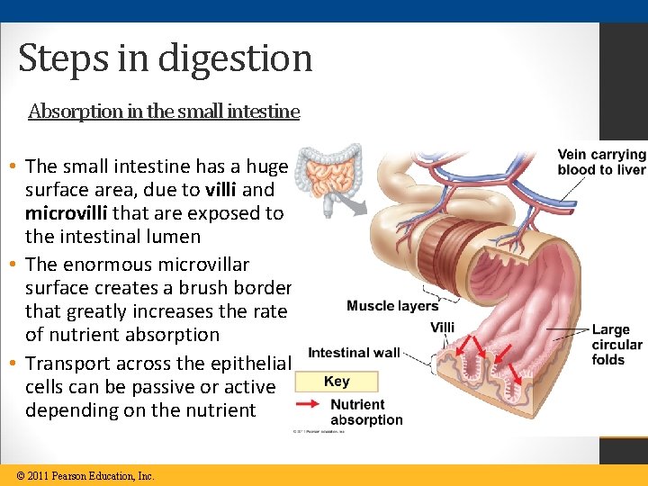 Steps in digestion Absorption in the small intestine • The small intestine has a
