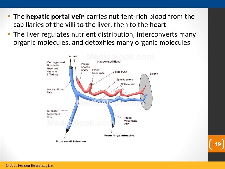  • The hepatic portal vein carries nutrient-rich blood from the capillaries of the