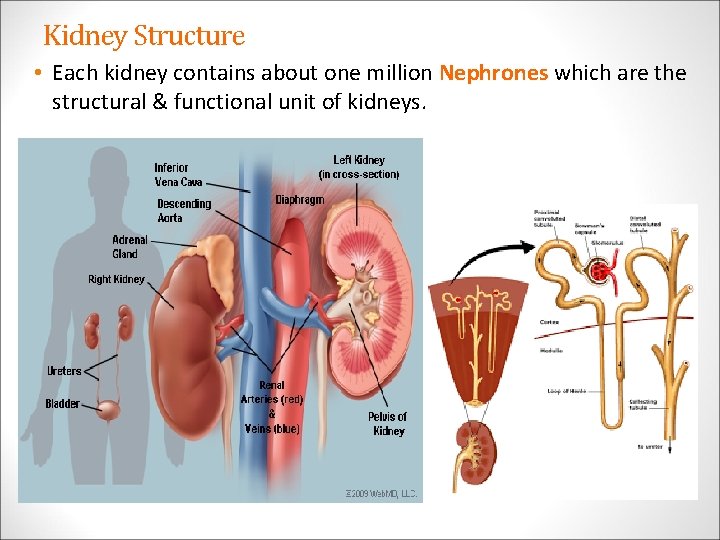 Kidney Structure • Each kidney contains about one million Nephrones which are the structural