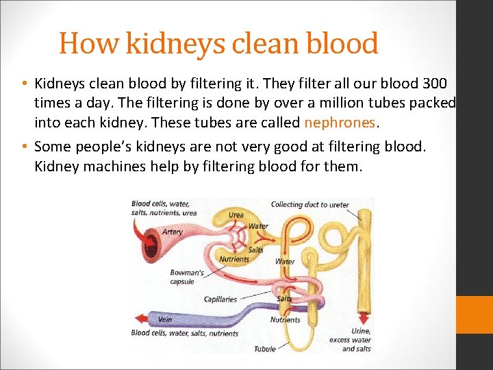 How kidneys clean blood • Kidneys clean blood by filtering it. They filter all