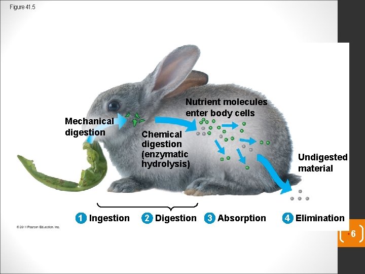 Figure 41. 5 Mechanical digestion 1 Ingestion Nutrient molecules enter body cells Chemical digestion