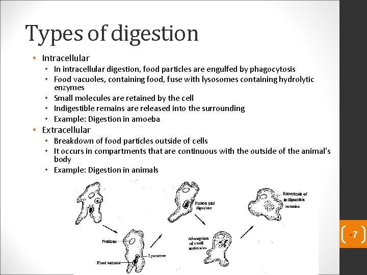 Types of digestion • Intracellular • In intracellular digestion, food particles are engulfed by