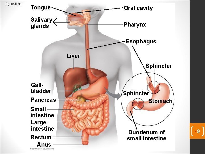 Figure 41. 9 a Tongue Oral cavity Salivary glands Pharynx Esophagus Liver Sphincter Gallbladder