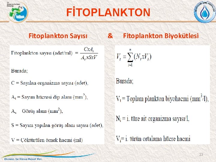 FİTOPLANKTON Fitoplankton Sayısı & Fitoplankton Biyokütlesi 23 