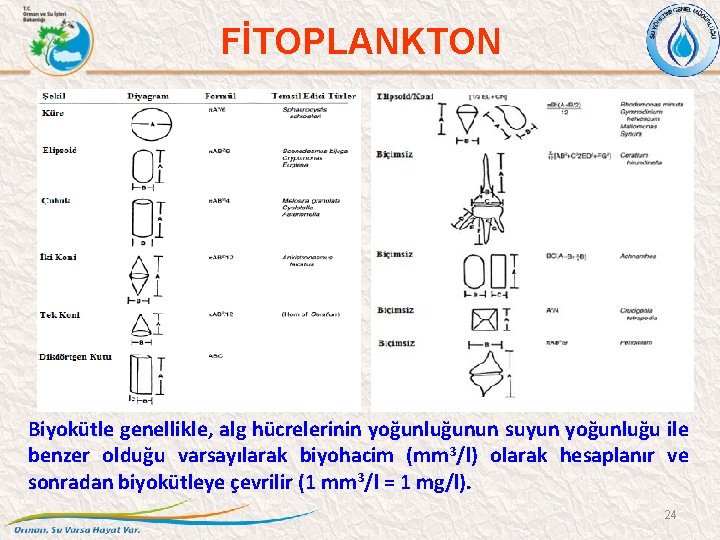 FİTOPLANKTON Biyokütle genellikle, alg hücrelerinin yoğunluğunun suyun yoğunluğu ile benzer olduğu varsayılarak biyohacim (mm