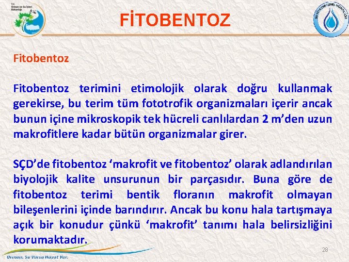 FİTOBENTOZ Fitobentoz terimini etimolojik olarak doğru kullanmak gerekirse, bu terim tüm fototrofik organizmaları içerir