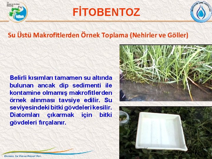 FİTOBENTOZ Su Üstü Makrofitlerden Örnek Toplama (Nehirler ve Göller) Belirli kısımları tamamen su altında