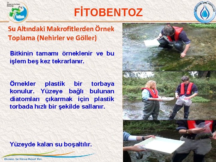 FİTOBENTOZ Su Altındaki Makrofitlerden Örnek Toplama (Nehirler ve Göller) Bitkinin tamamı örneklenir ve bu