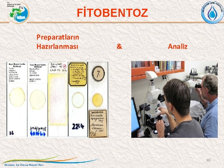 FİTOBENTOZ Preparatların Hazırlanması & Analiz 40 