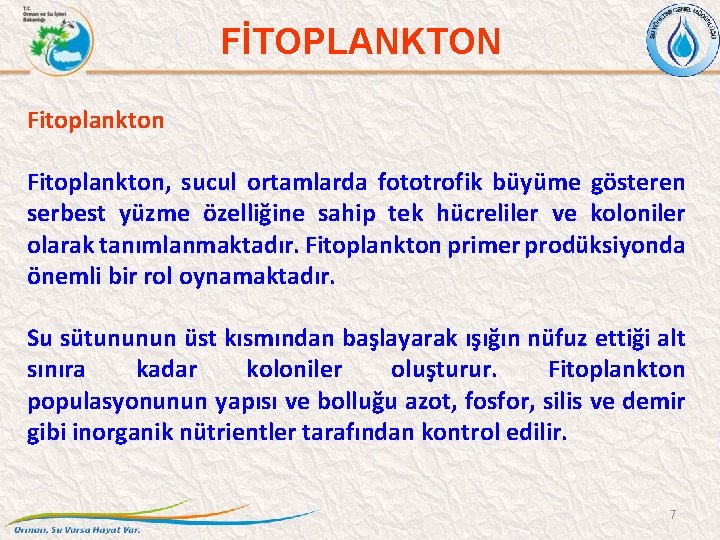 FİTOPLANKTON Fitoplankton, sucul ortamlarda fototrofik büyüme gösteren serbest yüzme özelliğine sahip tek hücreliler ve