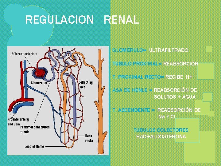 REGULACION RENAL GLOMÉRULO= ULTRAFILTRADO TUBULO PROXIMAL= REABSORCIÓN T. PROXIMAL RECTO= RECIBE H+ ASA DE