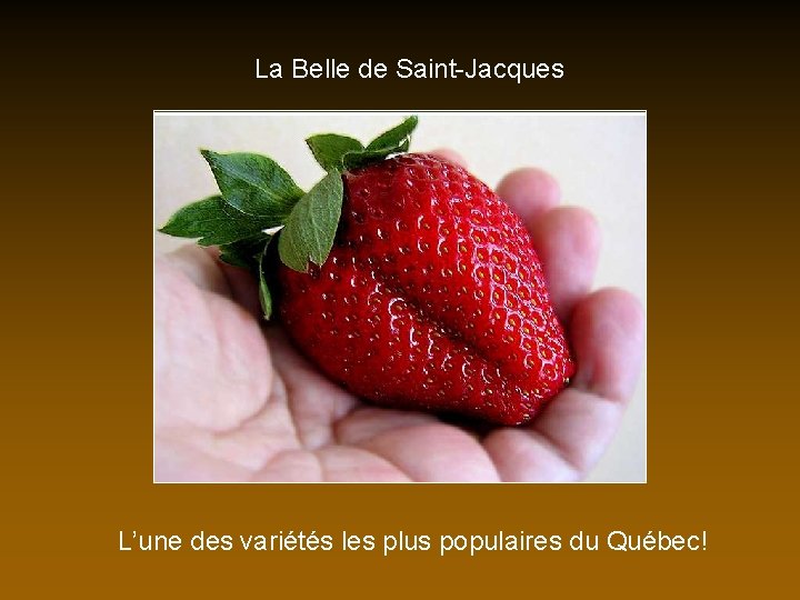 La Belle de Saint-Jacques L’une des variétés les plus populaires du Québec! 
