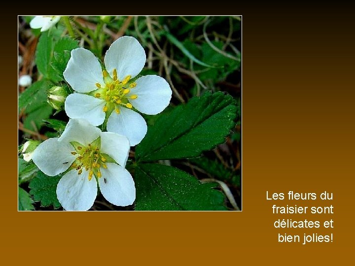 Les fleurs du fraisier sont délicates et bien jolies! 