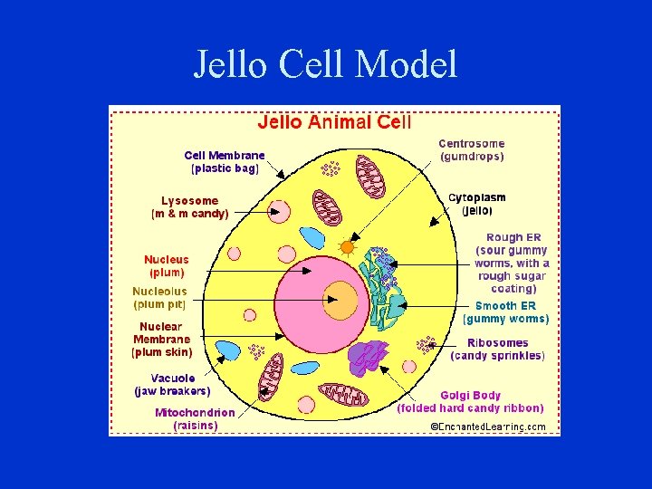 Jello Cell Model 