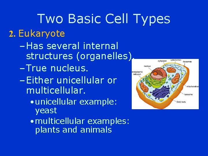 Two Basic Cell Types 2. Eukaryote – Has several internal structures (organelles). – True