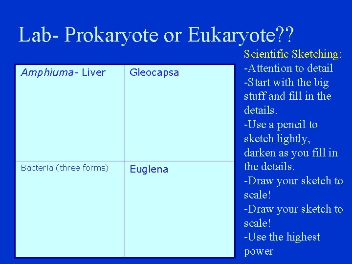 Lab- Prokaryote or Eukaryote? ? Amphiuma- Liver Gleocapsa Bacteria (three forms) Euglena Scientific Sketching: