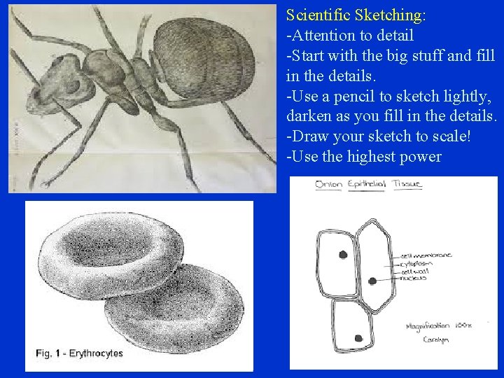 Scientific Sketching: -Attention to detail -Start with the big stuff and fill in the