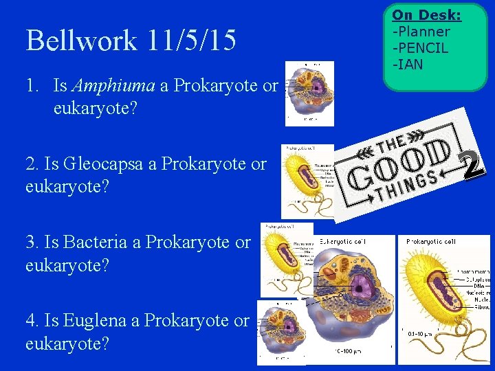 Bellwork 11/5/15 On Desk: -Planner -PENCIL -IAN 1. Is Amphiuma a Prokaryote or eukaryote?