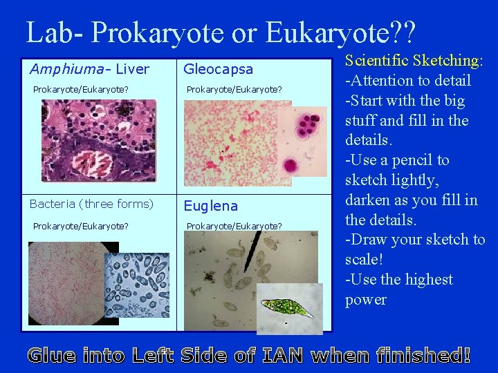 Lab- Prokaryote or Eukaryote? ? Amphiuma- Liver Prokaryote/Eukaryote? Bacteria (three forms) Prokaryote/Eukaryote? Gleocapsa Prokaryote/Eukaryote?