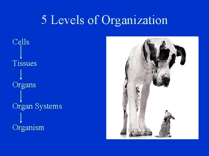 5 Levels of Organization Cells Tissues Organ Systems Organism 