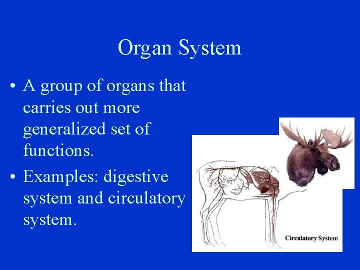 Organ System • A group of organs that carries out more generalized set of