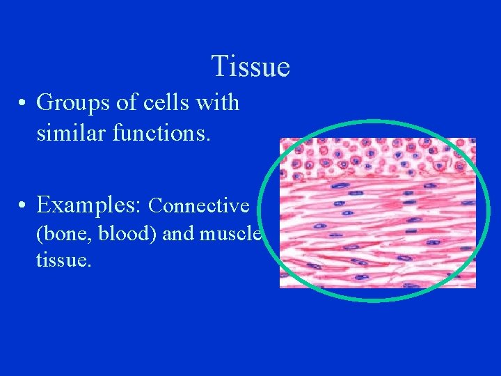 Tissue • Groups of cells with similar functions. • Examples: Connective (bone, blood) and