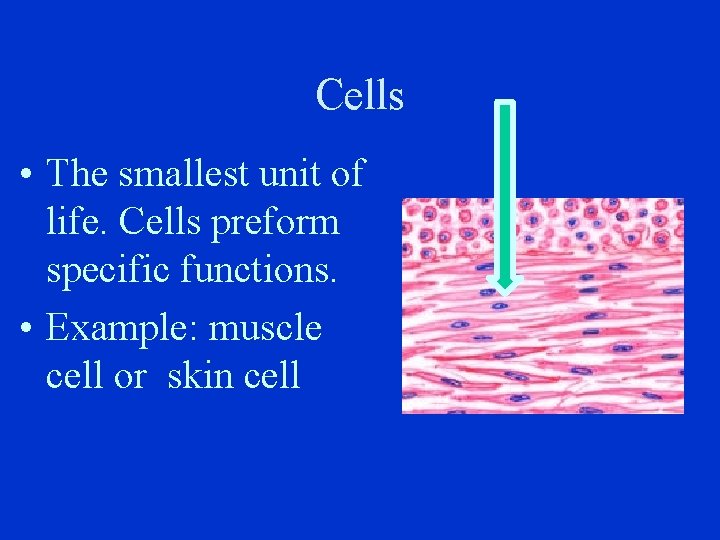 Cells • The smallest unit of life. Cells preform specific functions. • Example: muscle