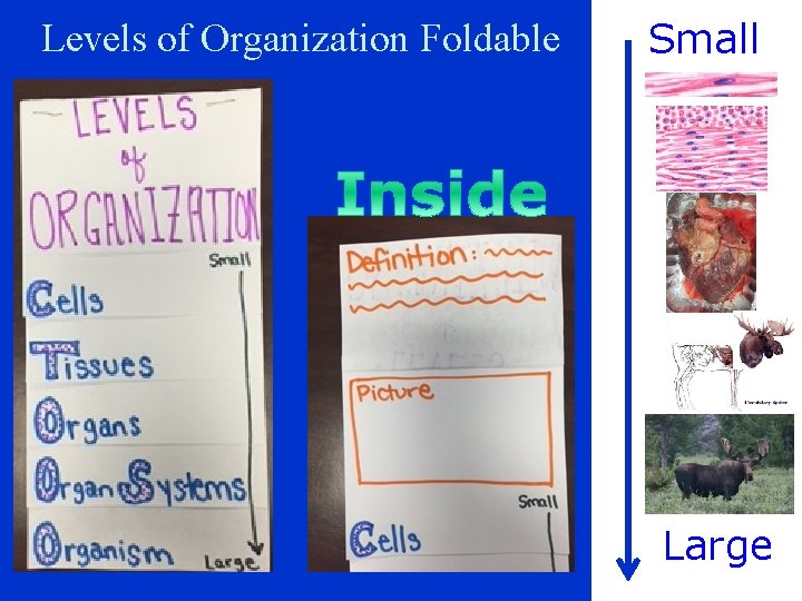 Levels of Organization Foldable Small Large 