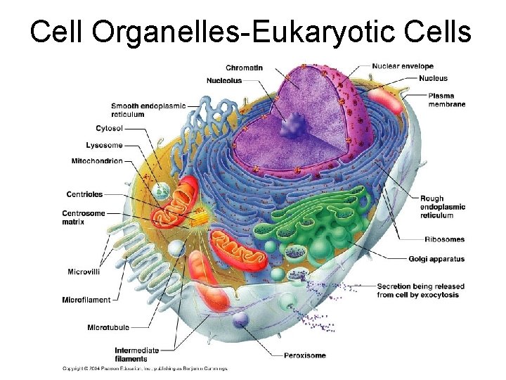 Cell Organelles-Eukaryotic Cells 