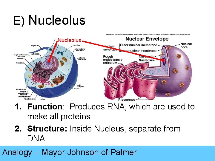 E) Nucleolus 1. Function: Produces RNA, which are used to make all proteins. 2.