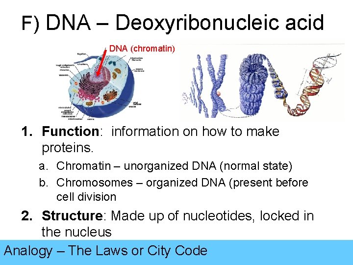 F) DNA – Deoxyribonucleic acid DNA (chromatin) 1. Function: information on how to make