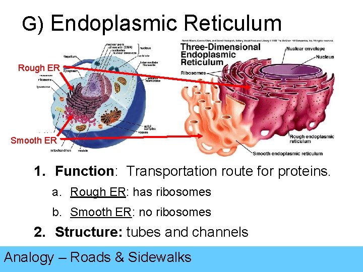 G) Endoplasmic Reticulum Rough ER Smooth ER 1. Function: Transportation route for proteins. a.