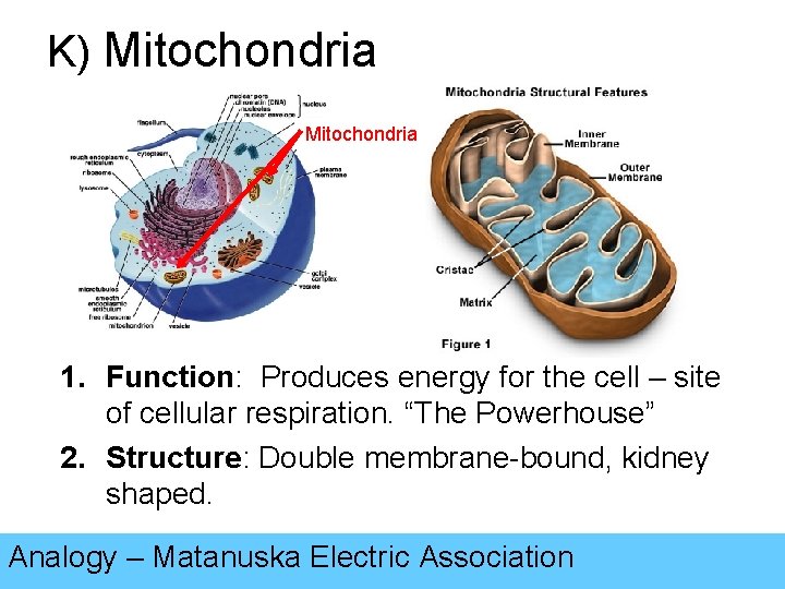 K) Mitochondria 1. Function: Produces energy for the cell – site of cellular respiration.