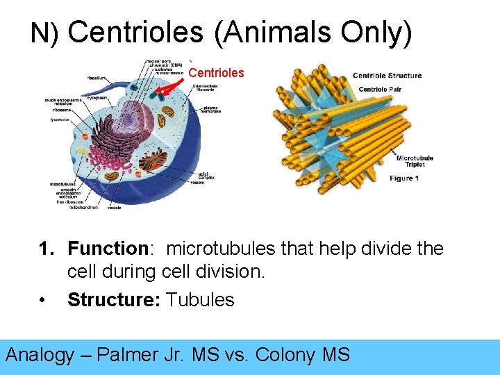 N) Centrioles (Animals Only) Centrioles 1. Function: microtubules that help divide the cell during