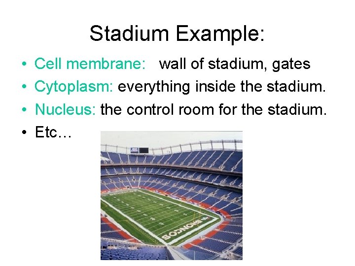 Stadium Example: • • Cell membrane: wall of stadium, gates Cytoplasm: everything inside the