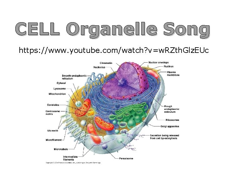 CELL Organelle Song https: //www. youtube. com/watch? v=w. RZth. Glz. EUc 