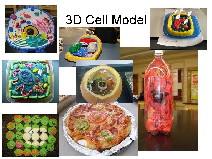 3 D Cell Model 