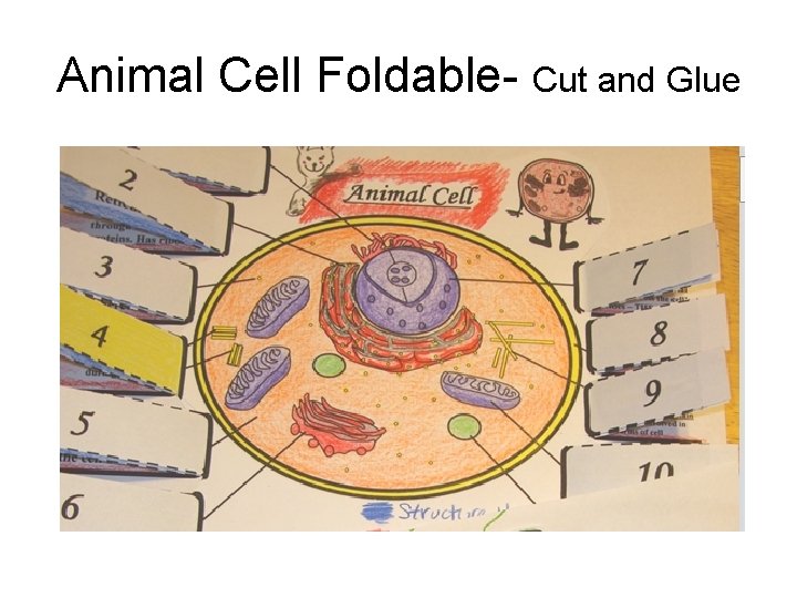 Animal Cell Foldable- Cut and Glue 