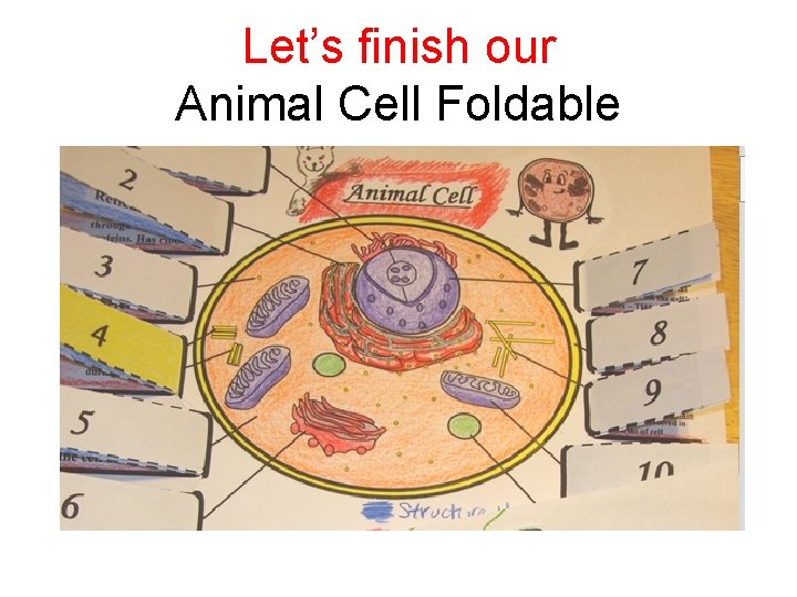 Let’s finish our Animal Cell Foldable 