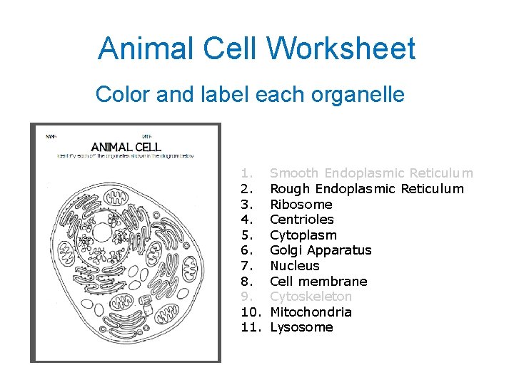 Animal Cell Worksheet Color and label each organelle 1. 2. 3. 4. 5. 6.