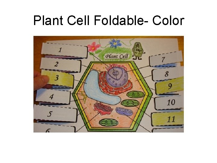 Plant Cell Foldable- Color 