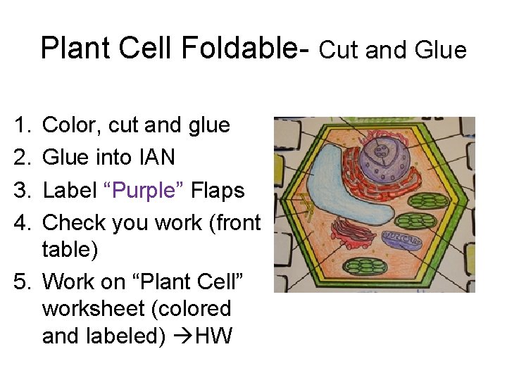 Plant Cell Foldable- Cut and Glue 1. 2. 3. 4. Color, cut and glue