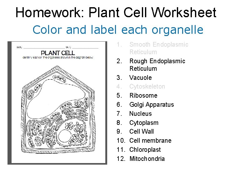 Homework: Plant Cell Worksheet Color and label each organelle 1. Smooth Endoplasmic Reticulum 2.