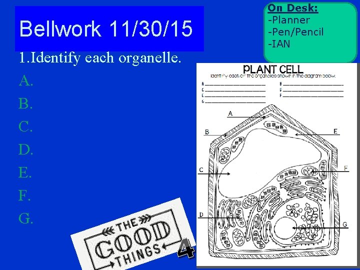 Bellwork 11/30/15 1. Identify each organelle. A. B. C. D. E. F. G. 4