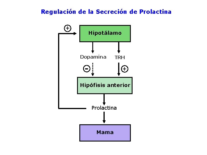 Regulación de la Secreción de Prolactina + Hipotálamo Dopamina TRH - + Hipófisis anterior