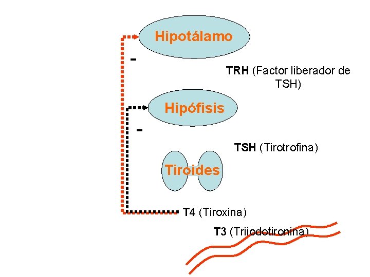 Hipotálamo - TRH (Factor liberador de TSH) Hipófisis TSH (Tirotrofina) Tiroides T 4 (Tiroxina)